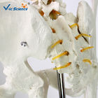 180cm Tall Human Anatomical Skeleton Educational Model Life Size VIC-101